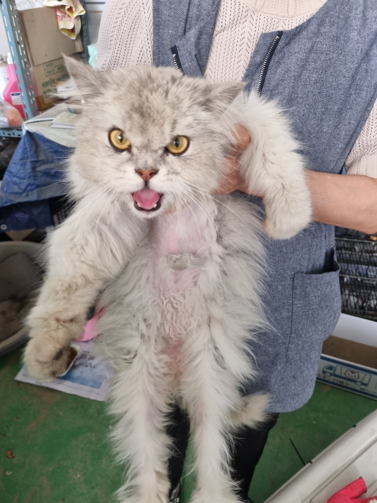 페르시안-페르시안 친칠라 이미지 파일 입니다.